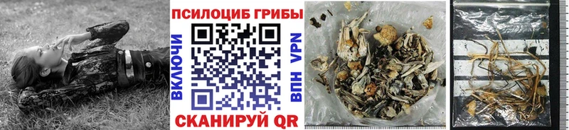Галлюциногенные грибы Psilocybe  Купить закладки  Облучье 
